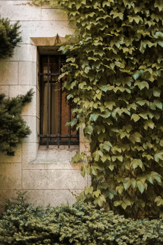 the back wall of a building covered with vines