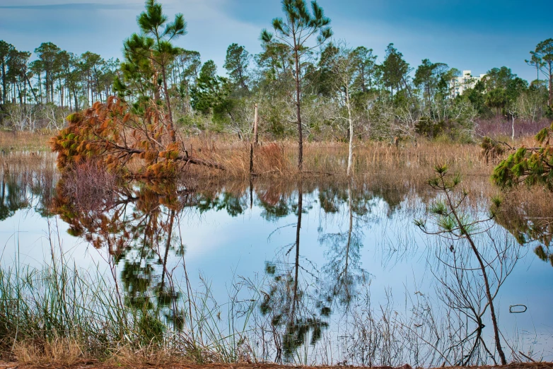 a small body of water near many trees