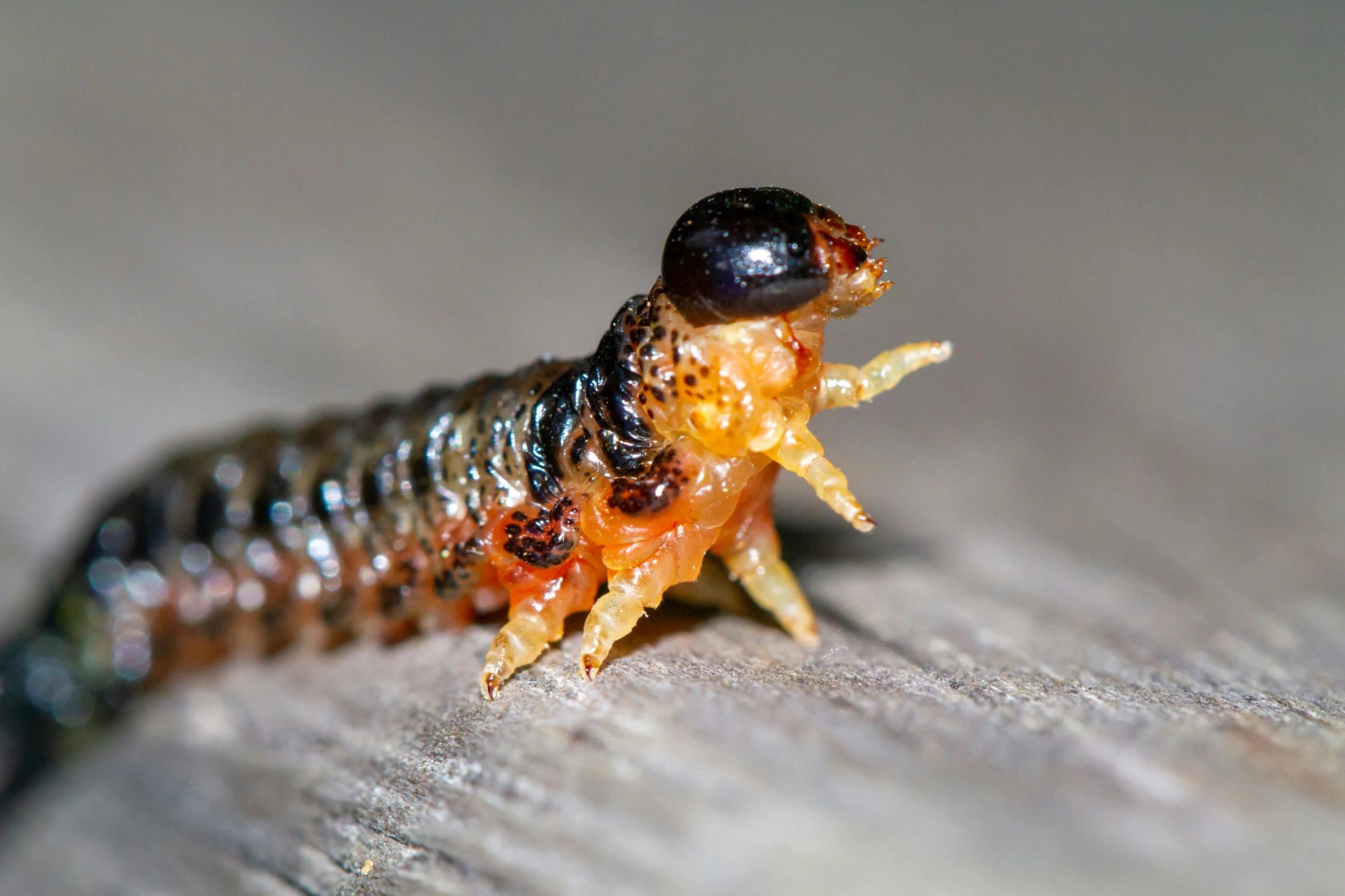 a brown bug with black head on a piece of wood