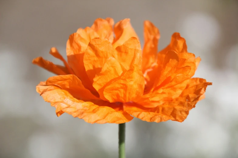 a large orange flower with large petals on it