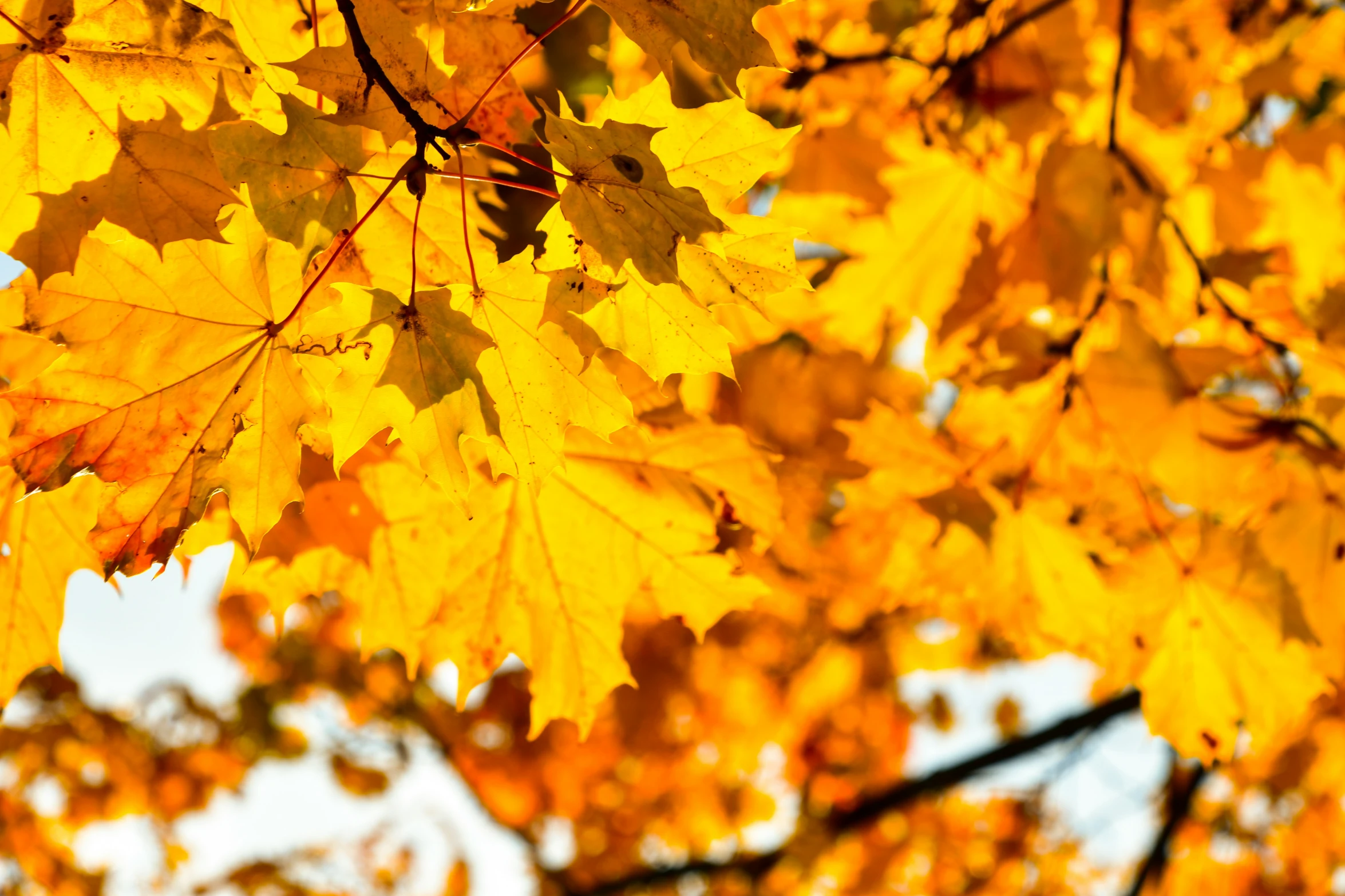 a large tree with yellow leaves in the fall