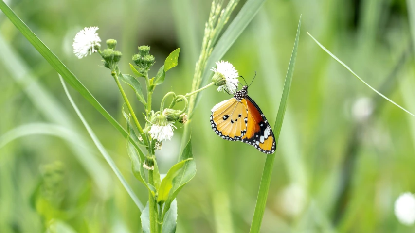 a small orange erfly perched on a white flower