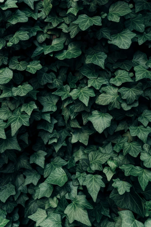 green leaves with dark spots cover the bottom of their leaves