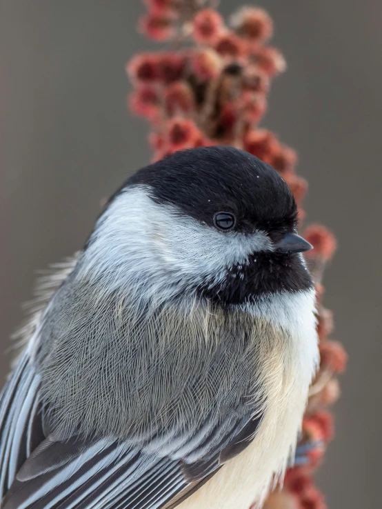 a black - capped bird with white and gray wings on it