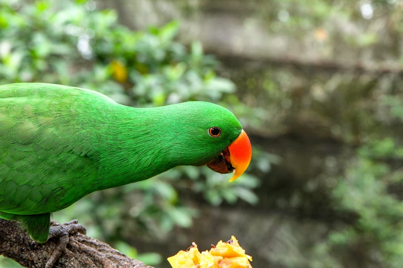 a green parrot is eating a piece of fruit