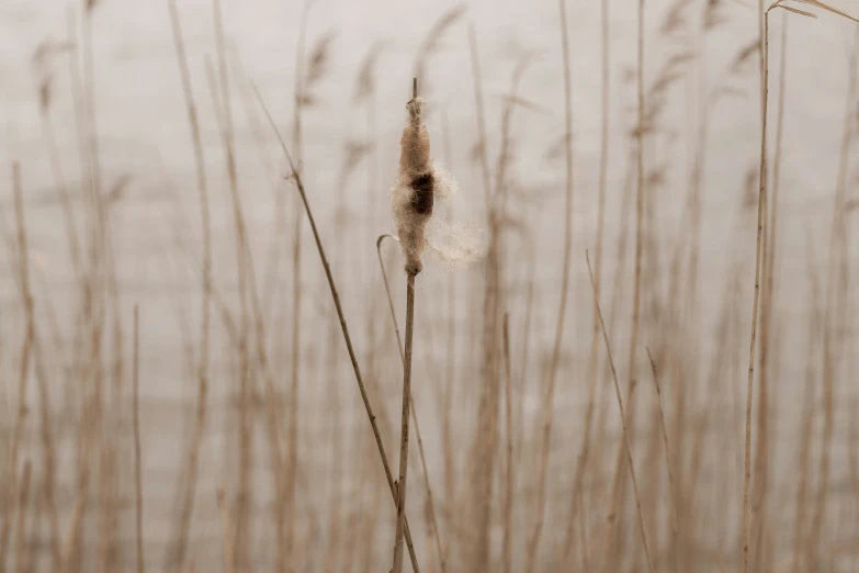 a close up of the back of an ornamental reed