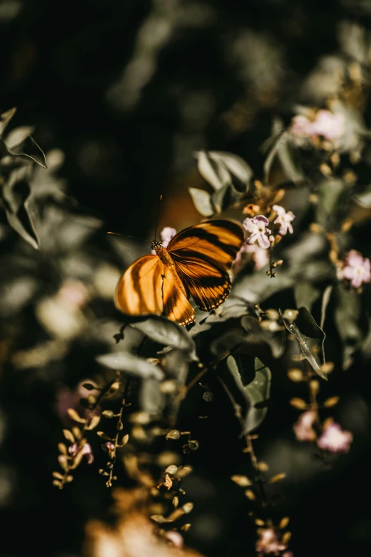 yellow erfly sitting on a flower in a forest