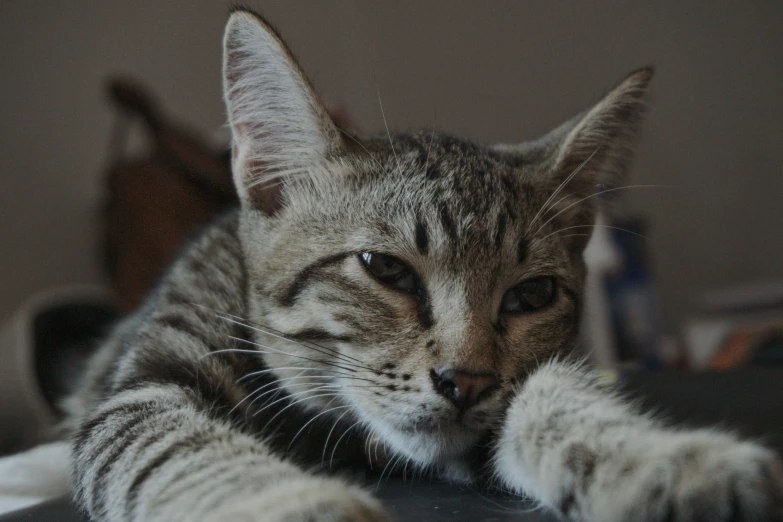 a gray tiger striped cat sitting on top of a table