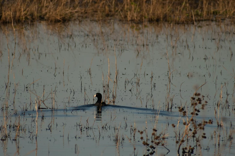 a bird swims on the water in the middle of the marsh