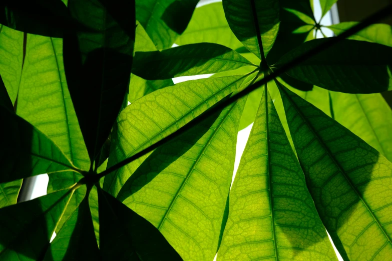 a leaf is shining on the sun shining on them