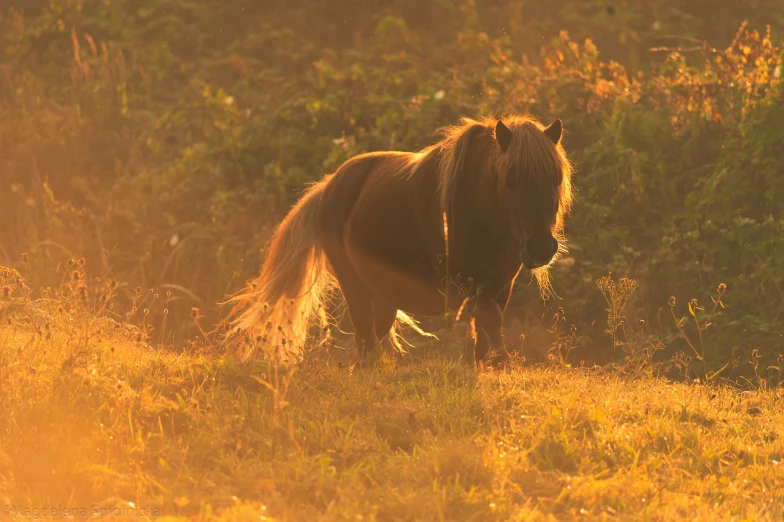 a small horse is standing in the grass