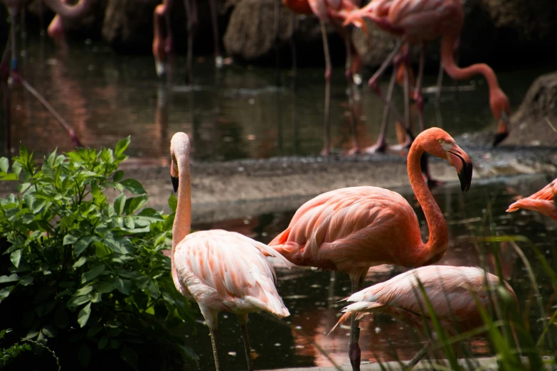 a large flock of flamingos stand in water