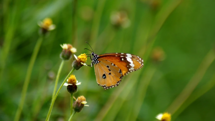 a erfly that is on some yellow flowers