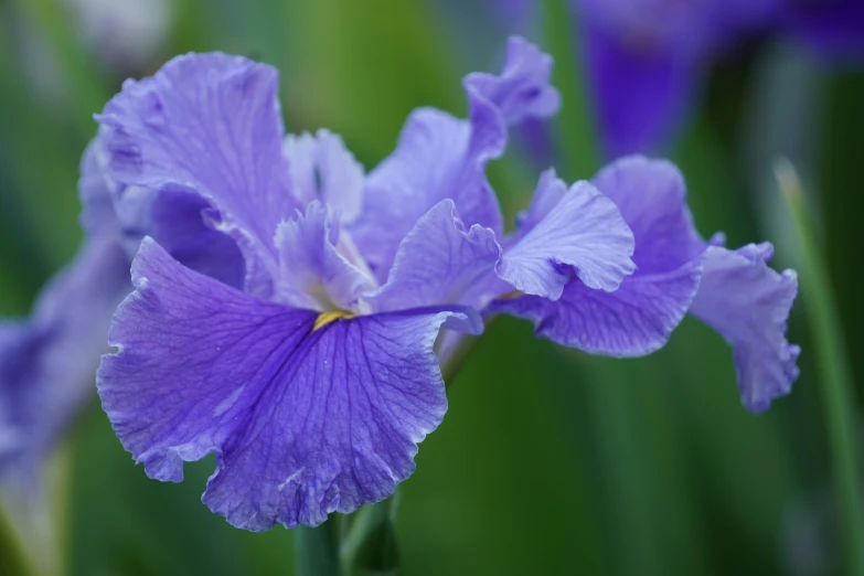 this is a picture of some pretty purple flowers