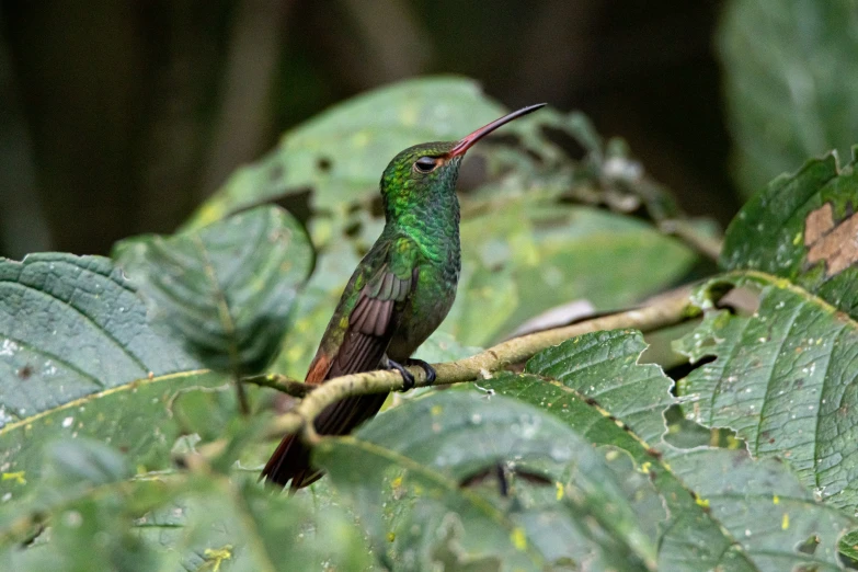 a bird perched on top of a green tree nch