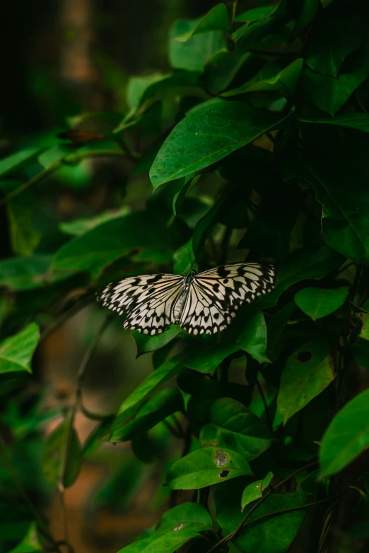 the erfly is resting on the leaf in the woods