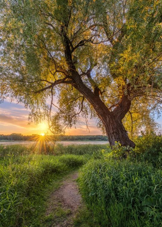 a tree in the middle of a lush green field