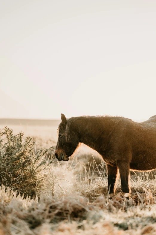 two brown horses stand together in a field