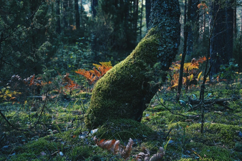 a mossy mushroom in the forest with other trees in the background
