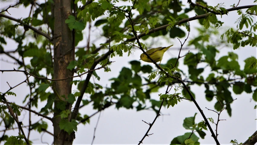 a bird sitting in the center of a tree