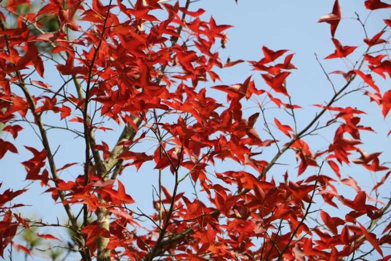 the red leaves are very attractive and bright