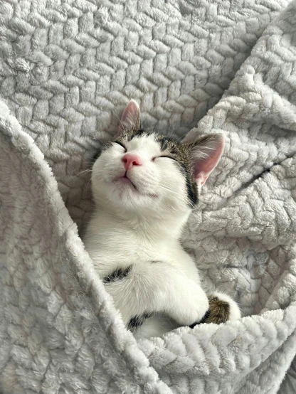 a small cat sitting on a bed in the middle of a blanket