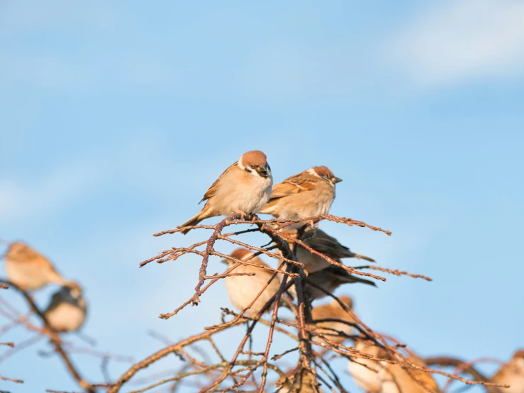two birds are perched on a dead tree