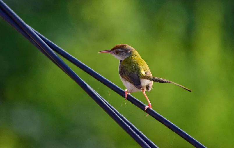 small green bird perched on top of an electric wire