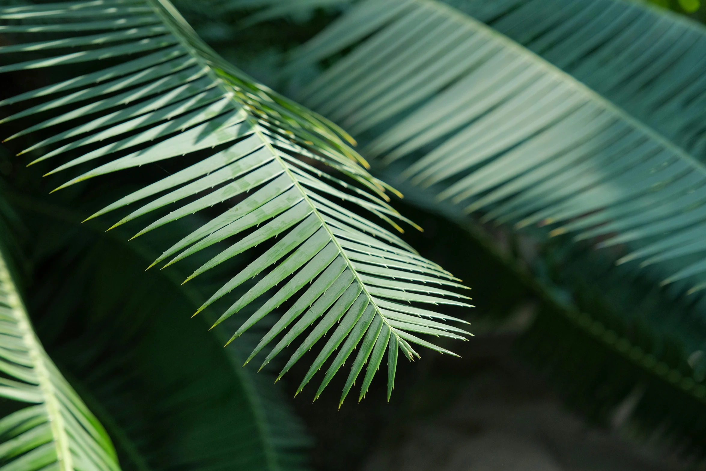 there is an image of the leaves of palm trees