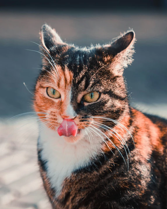 the cat is sticking out its tongue in the sun