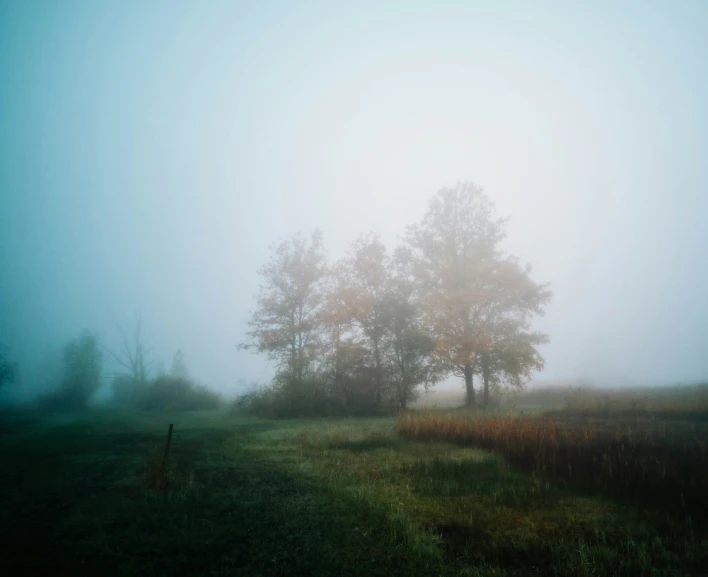 the trees are covered in a thick fog