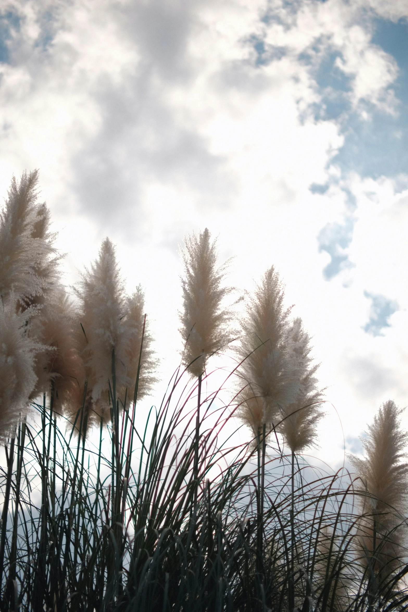 some tall white fluffy flowers and sky