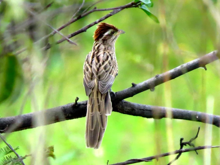 a bird sitting on a nch in a forest