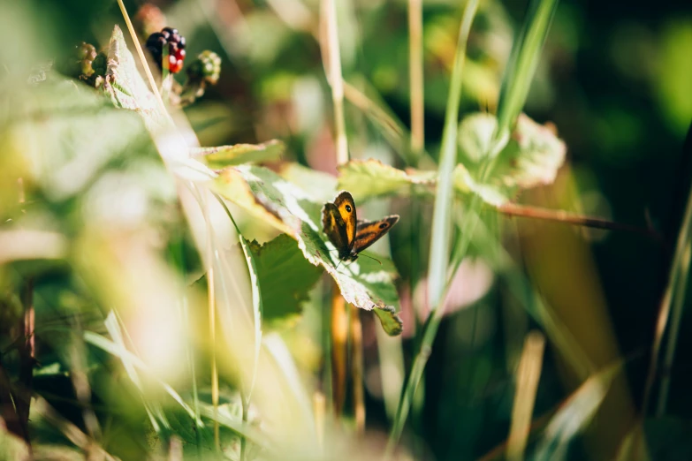 a yellow erfly sits on top of green leaves