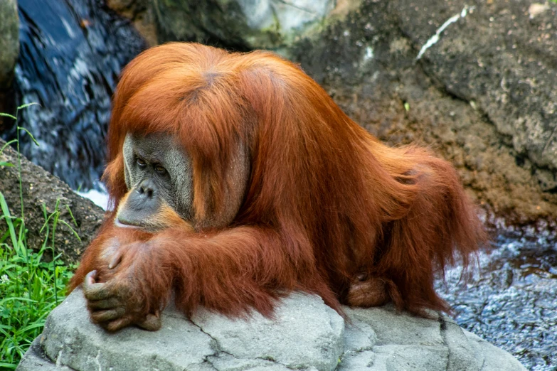 an adult orangua rests on a rock in a zoo