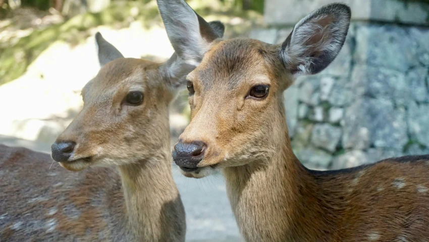 two young deer are looking towards the camera