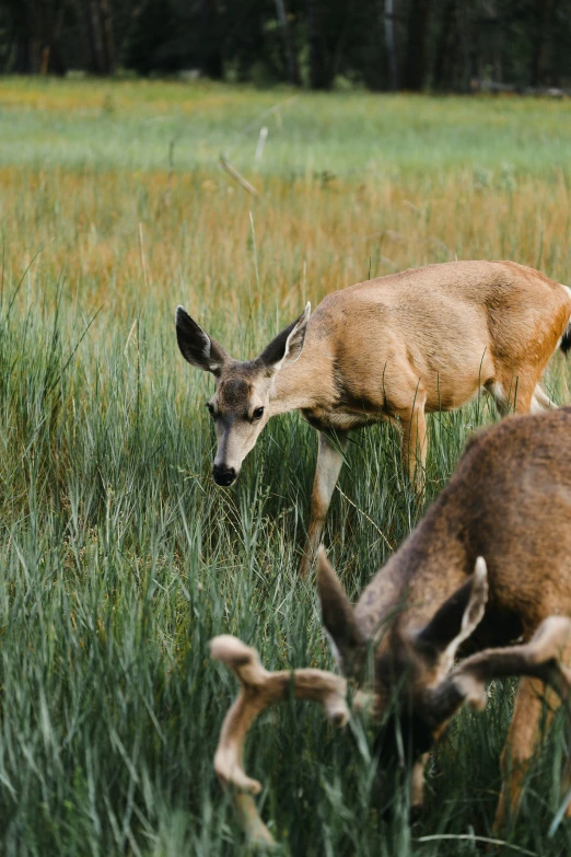 two deer stand in a grassy field near the woods