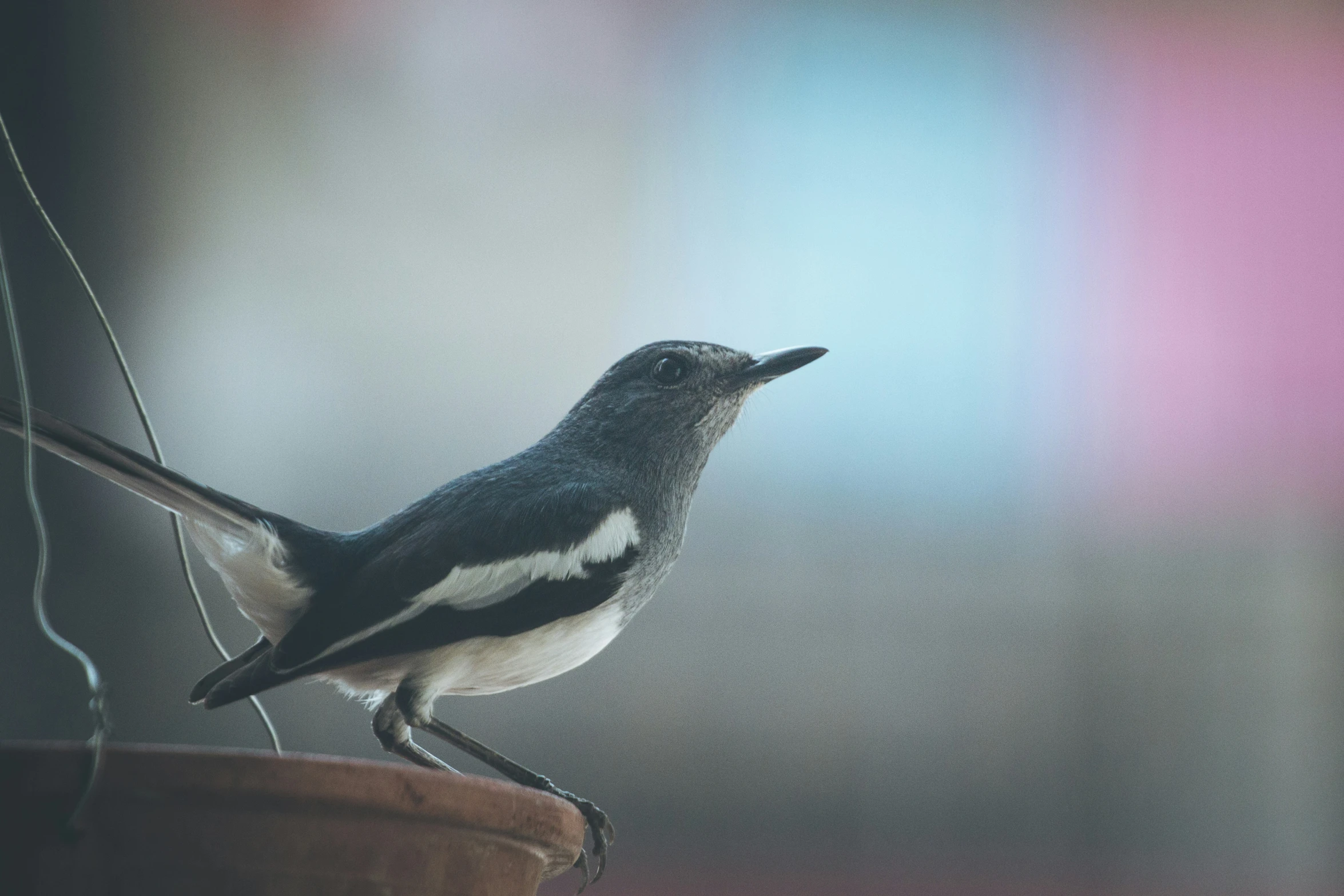 a close up of a small bird sitting on a pole