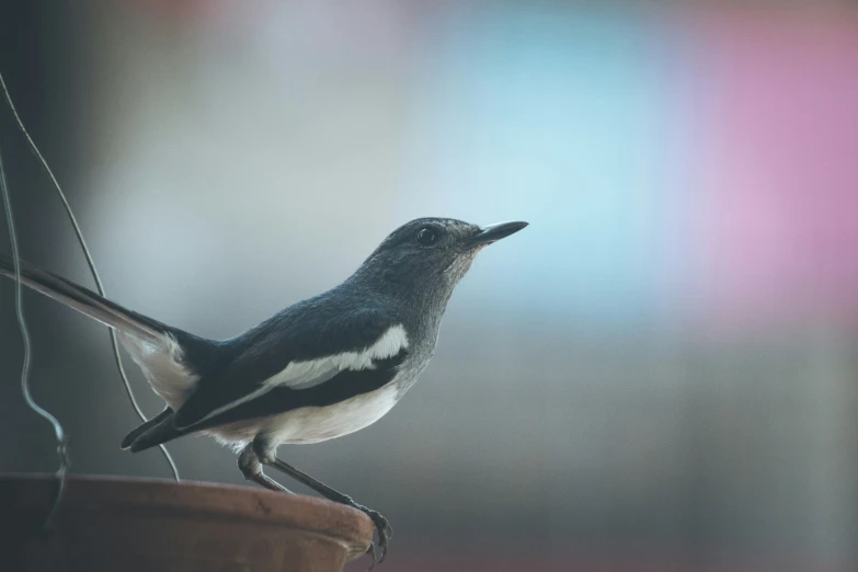 a close up of a small bird sitting on a pole
