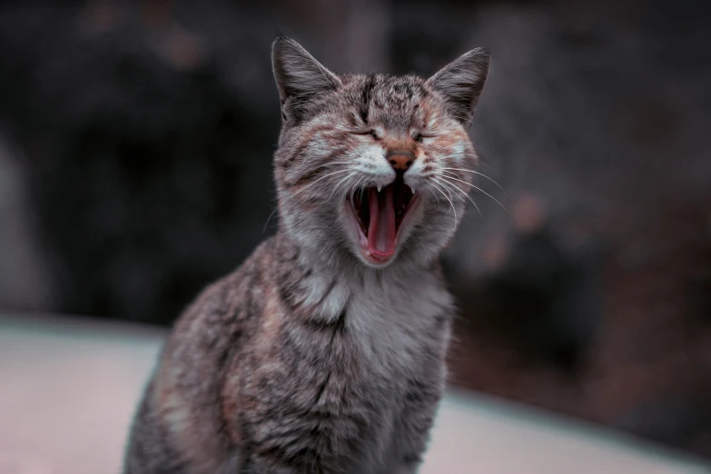 a cat is barking in the dark while yawning