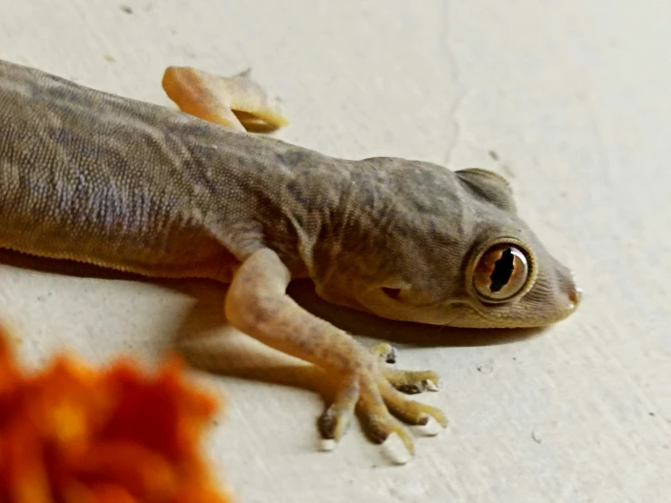 a lizard lays on the ground with its eyes wide open