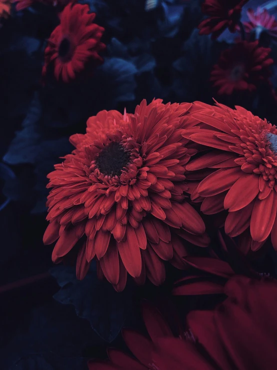 some very big pretty red flowers by a bush