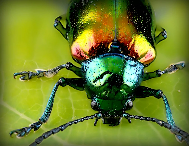 the beetle with colorfully colored feathers is sitting on its hind legs