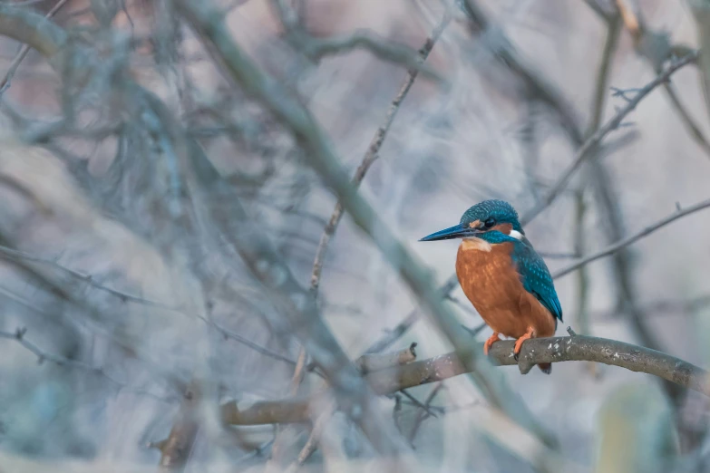 a colorful bird sits on the nch of a tree