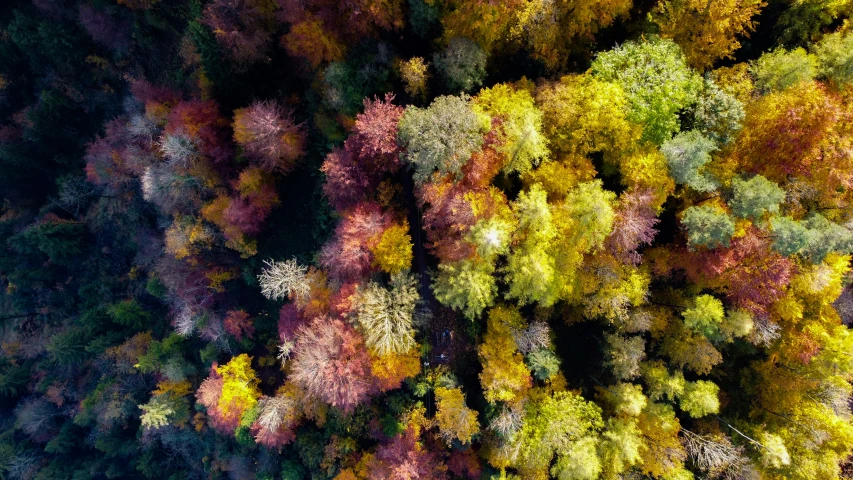 colorful autumn leaves are shown from the top down