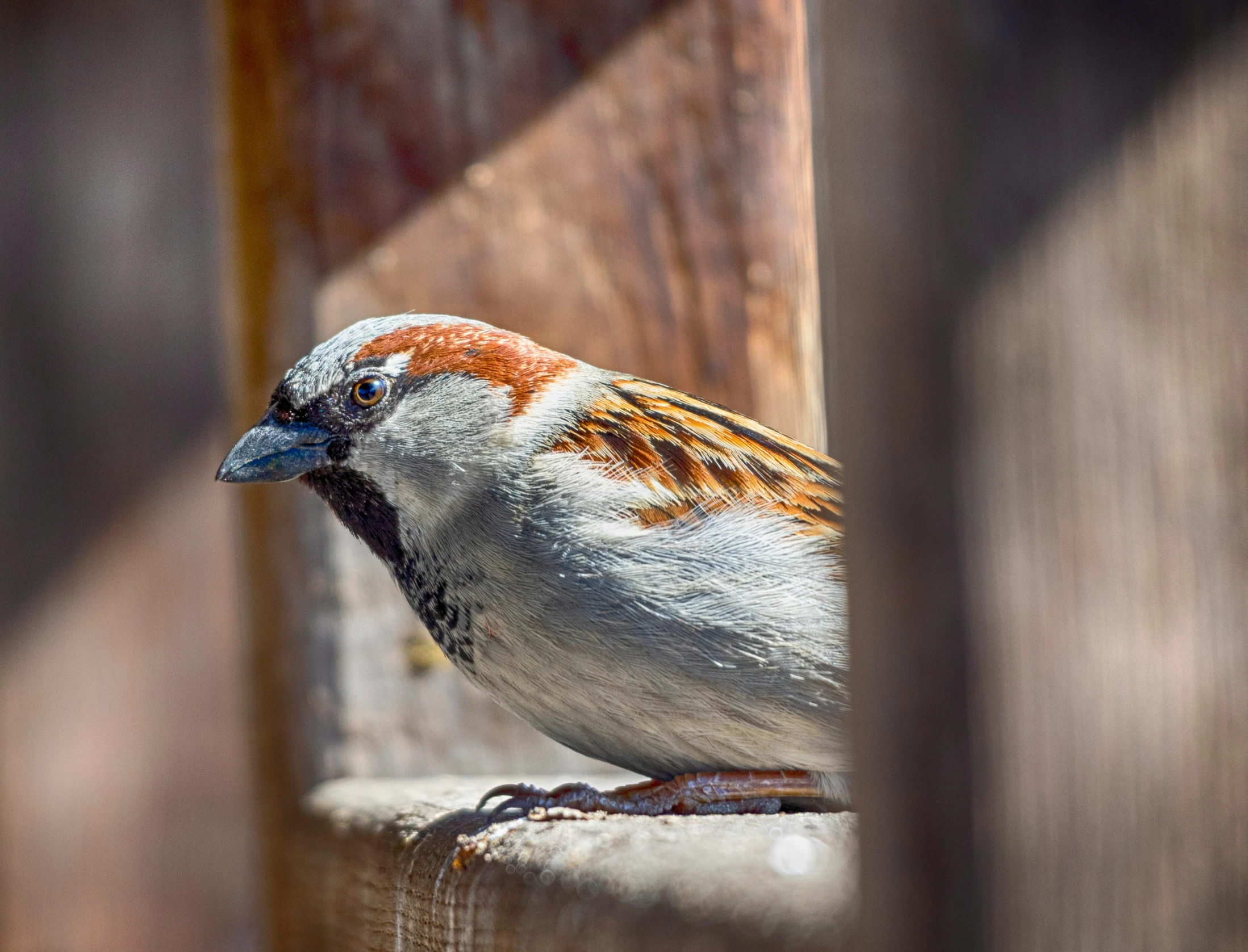 a close - up of a bird sitting on top of a wooden rail