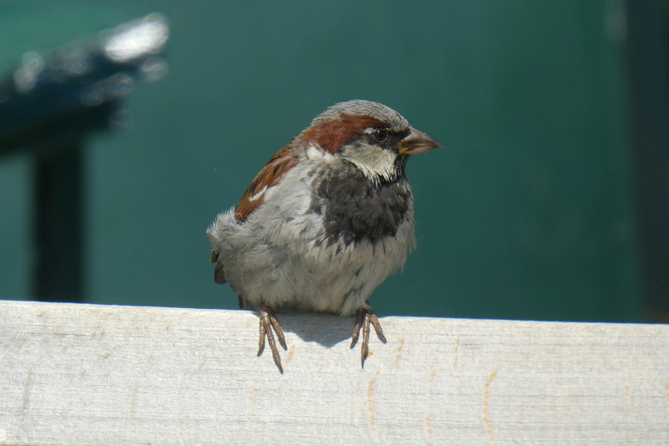 a small bird standing on top of a wooden board