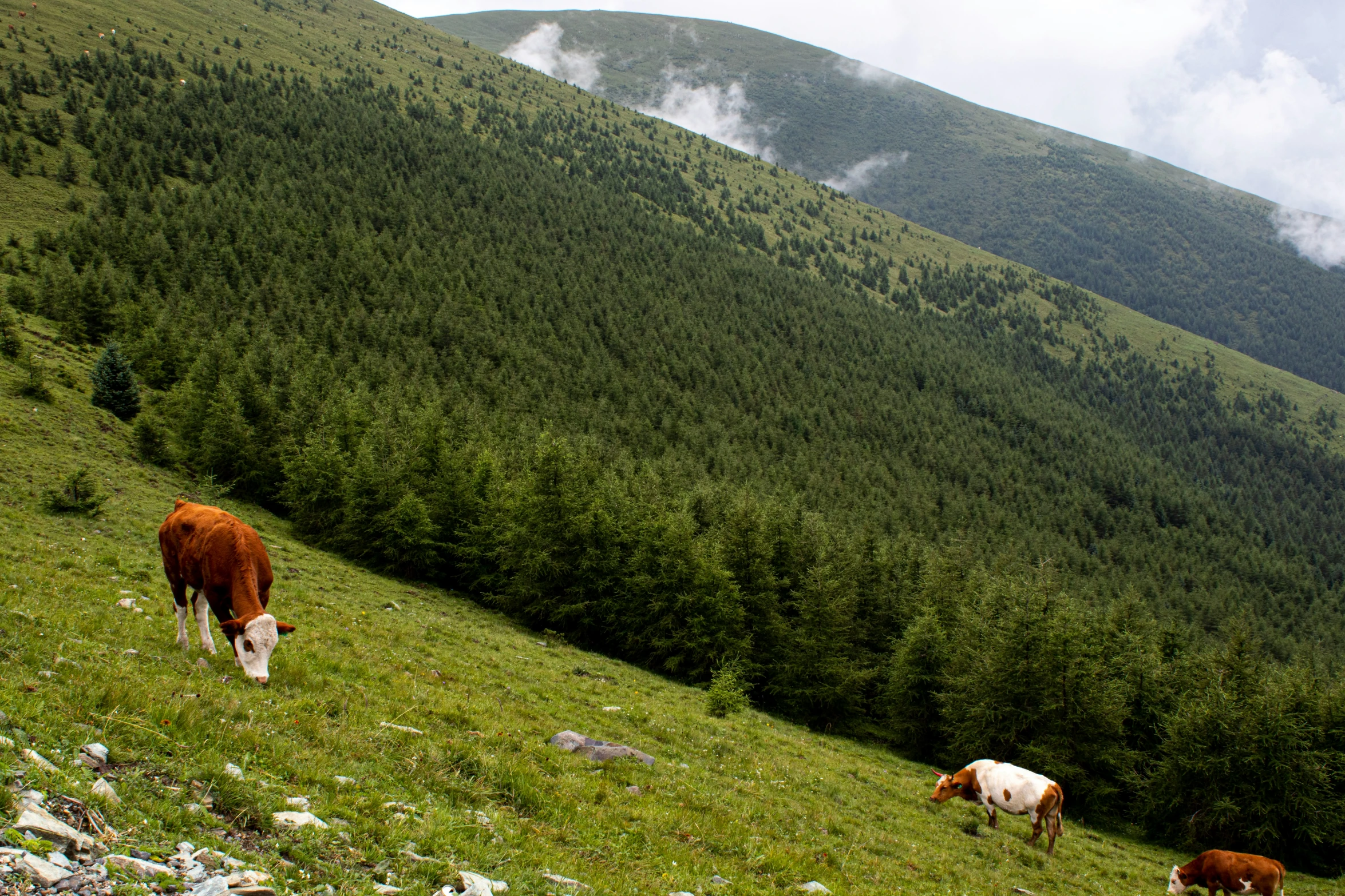 cows grazing on a hillside with trees in the distance