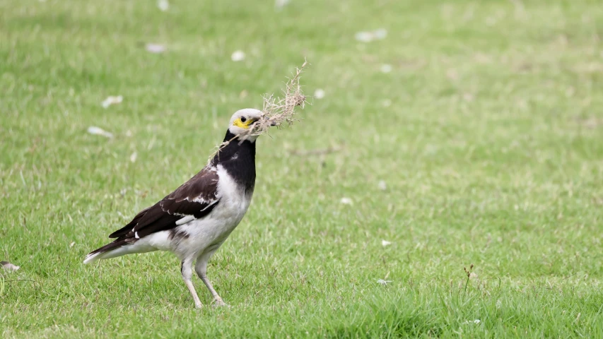 there is a bird with soing in his mouth