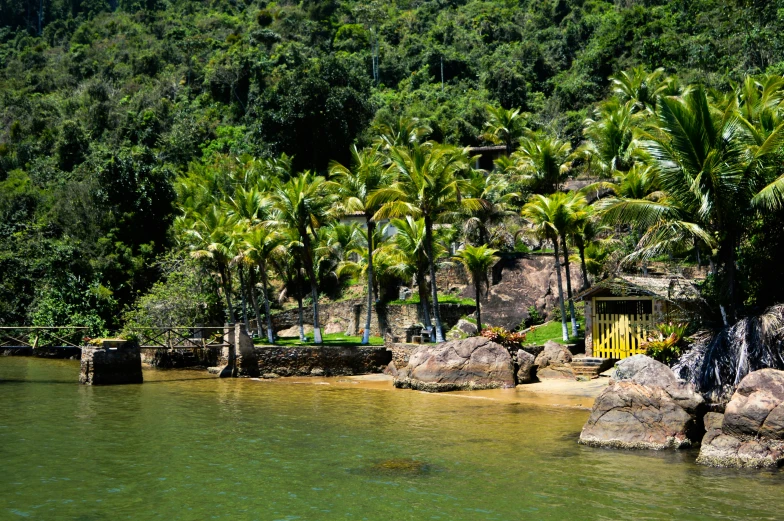 palm trees are growing near rocks and a yellow gate